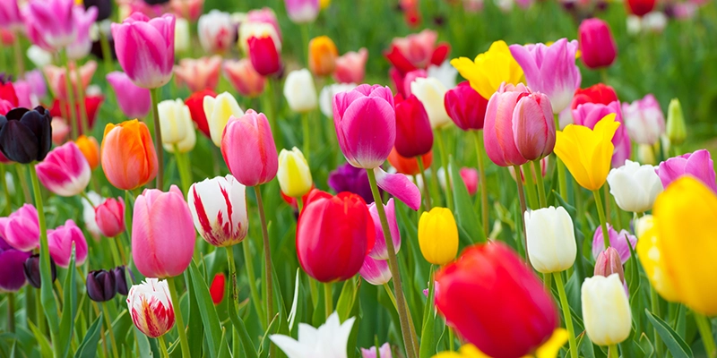 Tulpen für Brot